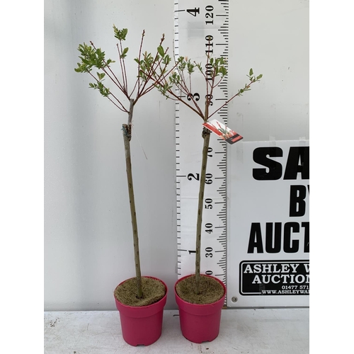 197 - TWO STANDARD SALIX INTEGRA 'FLAMINGO' OVER 110CM IN HEIGHT IN 3 LTR POTS PLUS VAT TO BE SOLD FOR THE... 