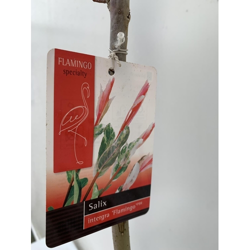 197 - TWO STANDARD SALIX INTEGRA 'FLAMINGO' OVER 110CM IN HEIGHT IN 3 LTR POTS PLUS VAT TO BE SOLD FOR THE... 