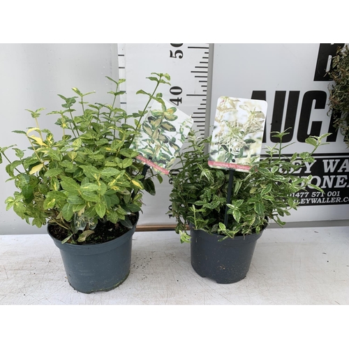 198 - TWO EUONYMUS FORTUNA 'HARLEQUIN' AND 'GOLDEN HARLEQUIN' IN 2 LTR POTS APPROX 40CM IN HEIGHT PLUS VAT... 