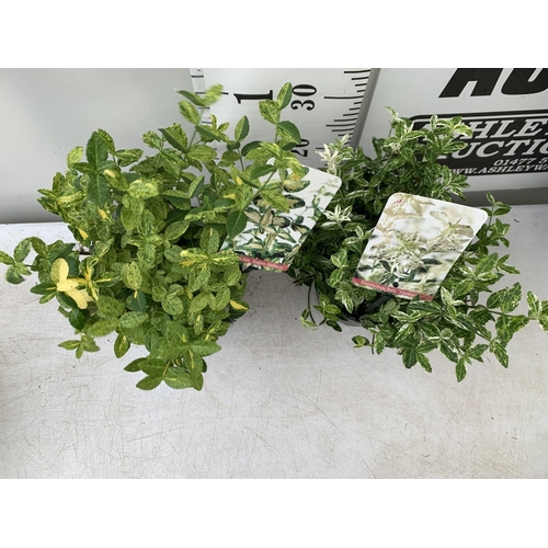 198 - TWO EUONYMUS FORTUNA 'HARLEQUIN' AND 'GOLDEN HARLEQUIN' IN 2 LTR POTS APPROX 40CM IN HEIGHT PLUS VAT... 