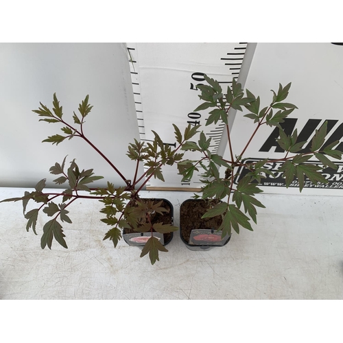 199 - TWO JAPANESE TREE PEONIES IN RED AND PINK IN 1 LTR POTS HEIGHT 55CM PLUS VAT TO BE SOLD FOR THE TWO