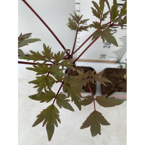 199 - TWO JAPANESE TREE PEONIES IN RED AND PINK IN 1 LTR POTS HEIGHT 55CM PLUS VAT TO BE SOLD FOR THE TWO