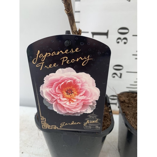 199 - TWO JAPANESE TREE PEONIES IN RED AND PINK IN 1 LTR POTS HEIGHT 55CM PLUS VAT TO BE SOLD FOR THE TWO