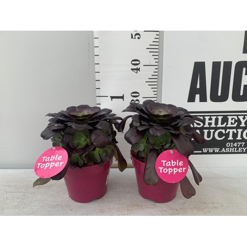 215 - TWO AEONIUM ARBOREUM VELOURS IN 1 LTR POTS 25CM IN HEIGHT PLUS VAT TO BE SOLD FOR THE TWO