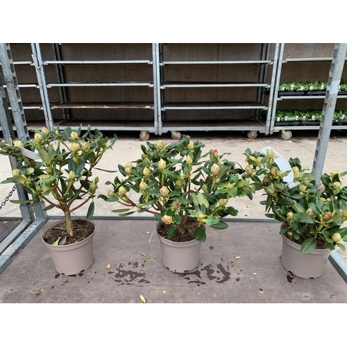 28 - THREE RHODODENDRON NANCY EVANS IN 3 LTR POTS HEIGHT 50CM TO BE SOLD FOR THE THREE PLUS VAT