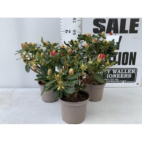 28 - THREE RHODODENDRON NANCY EVANS IN 3 LTR POTS HEIGHT 50CM TO BE SOLD FOR THE THREE PLUS VAT