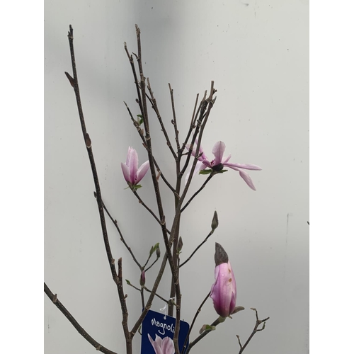 34 - ONE MAGNOLIA 'BETTY' PINK IN A 7 LTR POT APPROX 130CM IN HEIGHT PLUS VAT