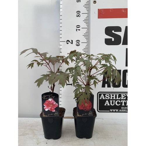 46 - TWO JAPANESE TREE PEONIES IN RED AND RED AND WHITE IN 1 LTR POTS HEIGHT 50CM PLUS VAT TO BE SOLD FOR... 