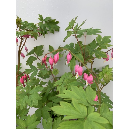 47 - SIX DICENTRA SPECTABILIS BLEEDING HEART 50CM TALL IN 2 LTR POTS TO BE SOLD FOR THE SIX PLUS VAT