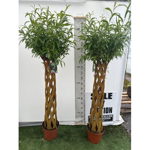 51 - A PAIR OF SALIX LIVING WILLOW EXCLUSIVE IN 7.5 LTR POTS OVER 200 CM TALL TO BE SOLD FOR THE PAIR PLU... 