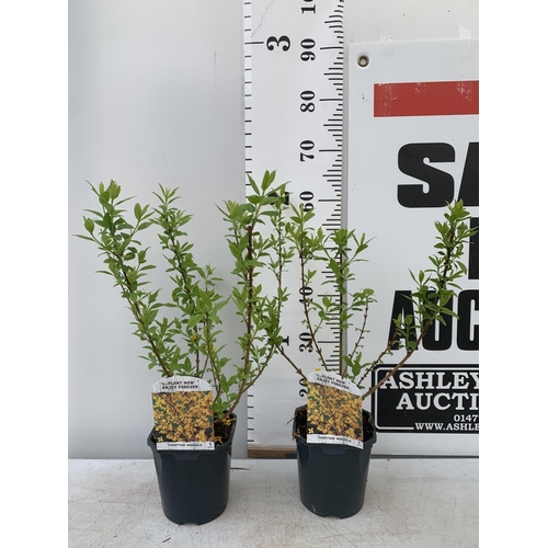 61 - TWO FORSYTHIA 'MINIGOLD' APPROX 60CM IN HEIGHT IN 2 LTR POTS PLUS VAT TO BE SOLD FOR THE TWO