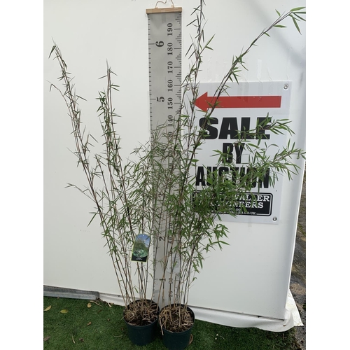 63 - TWO BAMBOO FARGESIA NITIDA 'BLACK PEARL' APPROX 190CM IN HEIGHT IN 5 LTR POTS PLUS VAT TO BE SOLD FO... 