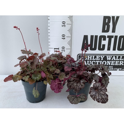 65 - THREE HEUCHERA 'CARNIVAL' IN 2 LTR POTS PLUS VAT TO BE SOLD FOR THE THREE