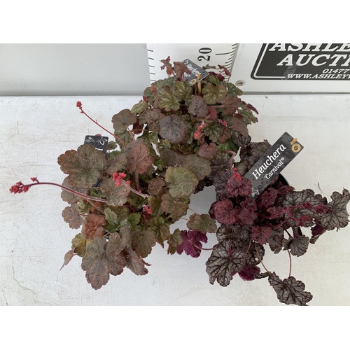 65 - THREE HEUCHERA 'CARNIVAL' IN 2 LTR POTS PLUS VAT TO BE SOLD FOR THE THREE