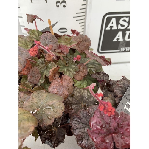 65 - THREE HEUCHERA 'CARNIVAL' IN 2 LTR POTS PLUS VAT TO BE SOLD FOR THE THREE