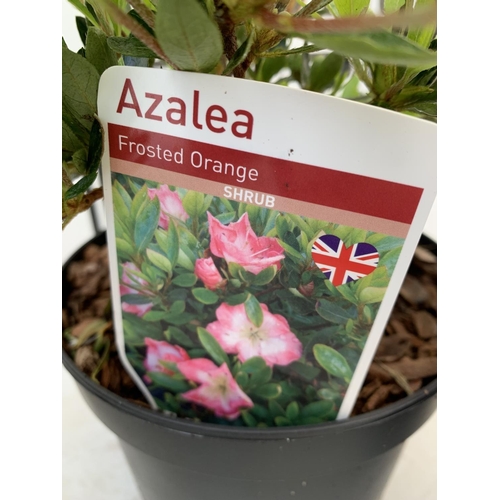 66 - SIX MIXED AZALEA VUYK'S SCARLET, PLEASANT WHITE, MANUSKA, GEISHA RED, ORANGE BEAUTY AND FROSTED ORAN... 