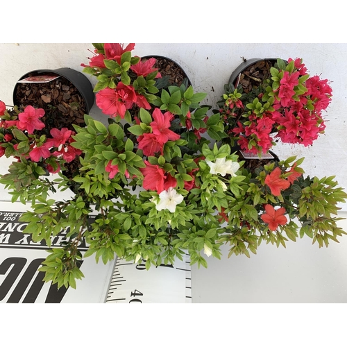 66 - SIX MIXED AZALEA VUYK'S SCARLET, PLEASANT WHITE, MANUSKA, GEISHA RED, ORANGE BEAUTY AND FROSTED ORAN... 