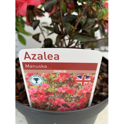 66 - SIX MIXED AZALEA VUYK'S SCARLET, PLEASANT WHITE, MANUSKA, GEISHA RED, ORANGE BEAUTY AND FROSTED ORAN... 