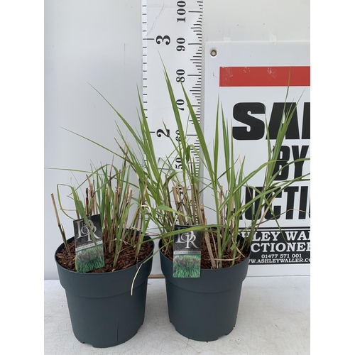 67 - TWO ORNAMENTAL GRASSES 'MISCANTHUS MALEPARTUS'  APPROX 75CM IN HEIGHT IN 4 LTR POTS PLUS VAT TO BE S... 