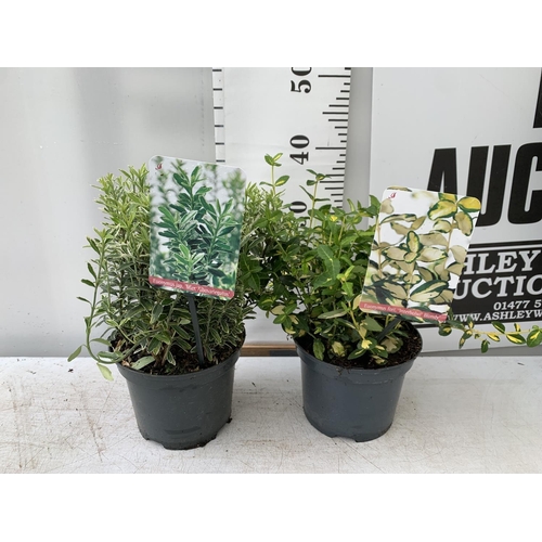 70 - TWO EUONYMUS FORTUNA 'BLONDY' AND JAPONICA 'MICR ALBOVARIEGATUS' IN TWO LTR POTS HEIGHT 35CM PLUS VA... 