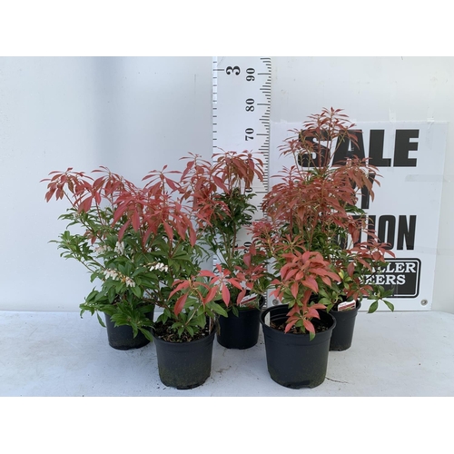 71 - FIVE PIERIS MOUNTAIN FIRE 60CM TALL IN 2 LTR POTS TO BE SOLD FOR FIVE PLUS VAT