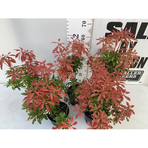 71 - FIVE PIERIS MOUNTAIN FIRE 60CM TALL IN 2 LTR POTS TO BE SOLD FOR FIVE PLUS VAT