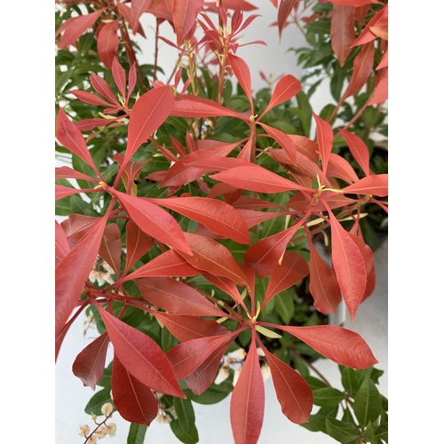 71 - FIVE PIERIS MOUNTAIN FIRE 60CM TALL IN 2 LTR POTS TO BE SOLD FOR FIVE PLUS VAT