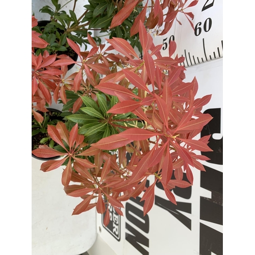 71 - FIVE PIERIS MOUNTAIN FIRE 60CM TALL IN 2 LTR POTS TO BE SOLD FOR FIVE PLUS VAT