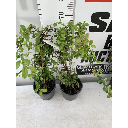 72 - TWO PYRACANTHA 'SUNNY STAR' IN 2 LTR POTS IN 80CM IN HEIGHT PLUS VAT TO BE SOLD FOR THE TWO