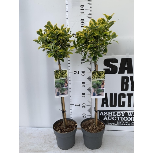 73 - TWO EUONYMUS JAPONICUS 'MARIEKE' STANDARD TREES APPROX 100CM IN HEIGHT IN 3LTR POTS PLUS VAT TO BE S... 