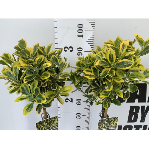 73 - TWO EUONYMUS JAPONICUS 'MARIEKE' STANDARD TREES APPROX 100CM IN HEIGHT IN 3LTR POTS PLUS VAT TO BE S... 