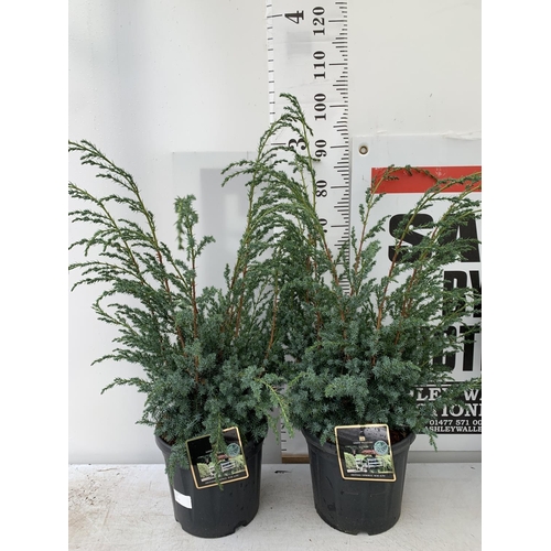 81 - TWO JUNIPERUS CHINENSIS BLUE ALPS IN 7 LTR POTS A METRE IN HEIGHT PLUS VAT TO BE SOLD FOR THE TWO