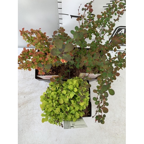 83 - THREE ASSORTED BERBERIS THUNBERGII 'HARLEQUIN, TINY GOLD AND RUBY STAR' IN 2 LTR POTS PLUS VAT APPRO... 