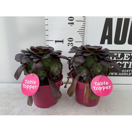 90 - TWO AEONIUM ARBOREUM VELOURS IN 1 LTR POTS 25CM IN HEIGHT PLUS VAT TO BE SOLD FOR THE TWO