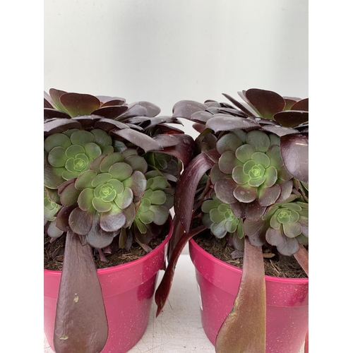 90 - TWO AEONIUM ARBOREUM VELOURS IN 1 LTR POTS 25CM IN HEIGHT PLUS VAT TO BE SOLD FOR THE TWO