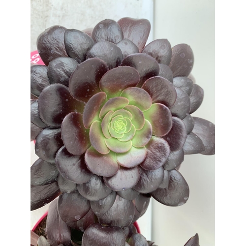 90 - TWO AEONIUM ARBOREUM VELOURS IN 1 LTR POTS 25CM IN HEIGHT PLUS VAT TO BE SOLD FOR THE TWO