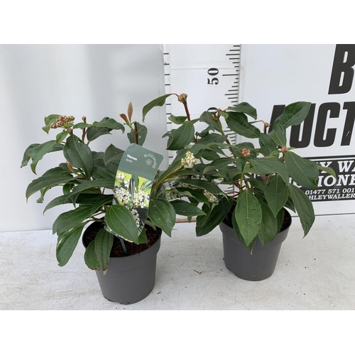 92 - TWO VIBURNUM 'DAVIDII' IN 2LTR POTS APPROX 40CM IN HEIGHT TO BE SOLD FOR THE TWO PLUS VAT