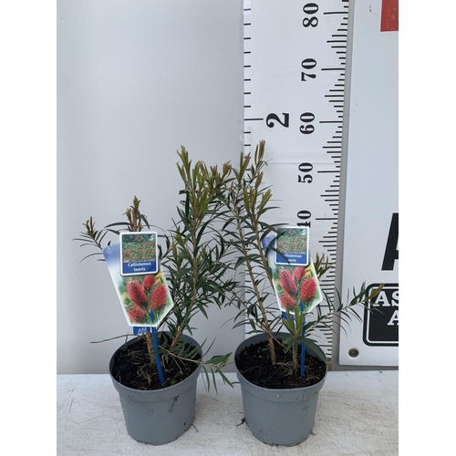 95 - TWO CALLISTEMON LAEVIS IN 2 LTR POTS 50CM IN HEIGHT PLUS VAT TO BE SOLD FOR THE TWO