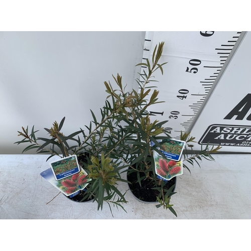 95 - TWO CALLISTEMON LAEVIS IN 2 LTR POTS 50CM IN HEIGHT PLUS VAT TO BE SOLD FOR THE TWO