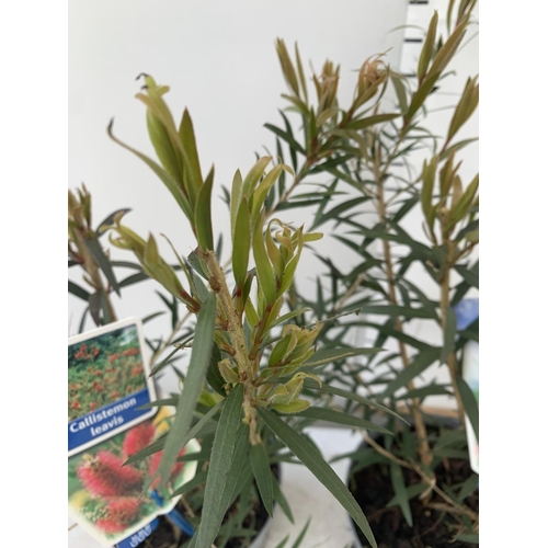 95 - TWO CALLISTEMON LAEVIS IN 2 LTR POTS 50CM IN HEIGHT PLUS VAT TO BE SOLD FOR THE TWO