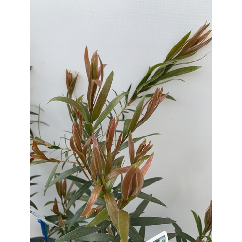 95 - TWO CALLISTEMON LAEVIS IN 2 LTR POTS 50CM IN HEIGHT PLUS VAT TO BE SOLD FOR THE TWO