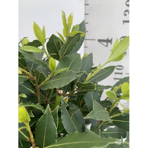 1 - A PAIR OF STANDARD BAY TREES LAURUS NOBILIS IN 10 LTR POTS APPROX 130CM IN HEIGHT TO BE SOLD FOR THE... 