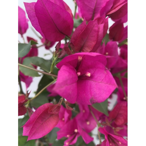 104 - TWO BOUGAINVILLEA SANDERINA  ON A PYRAMID FRAME, 3 LTR POTS HEIGHT 70-80CM. PATIO READY TO BE SOLD F... 