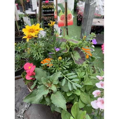 105 - TWO WICKER HANGING BASKETS WITH MIXED BEDDING AND TRAILING PLANTS TO INCLUDE PETUNIA, MARIGOLD, GERA... 