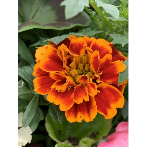 105 - TWO WICKER HANGING BASKETS WITH MIXED BEDDING AND TRAILING PLANTS TO INCLUDE PETUNIA, MARIGOLD, GERA... 