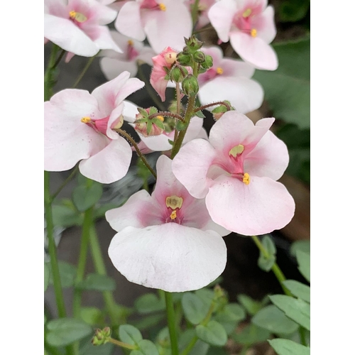 105 - TWO WICKER HANGING BASKETS WITH MIXED BEDDING AND TRAILING PLANTS TO INCLUDE PETUNIA, MARIGOLD, GERA... 