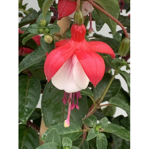 106 - TWO BELLA STANDARD FUCHSIA IN A 3 LTR POTS 70CM -80CM TALL TO BE SOLD FOR THE TWO PLUS VAT