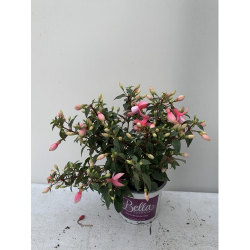 108 - NINE FUCHSIA BELLA IN 20CM POTS 20-30CM TALL TO BE SOLD FOR THE NINE PLUS VAT