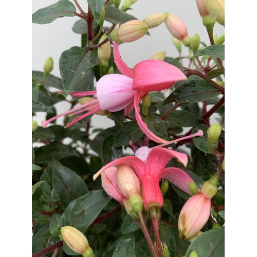 108 - NINE FUCHSIA BELLA IN 20CM POTS 20-30CM TALL TO BE SOLD FOR THE NINE PLUS VAT