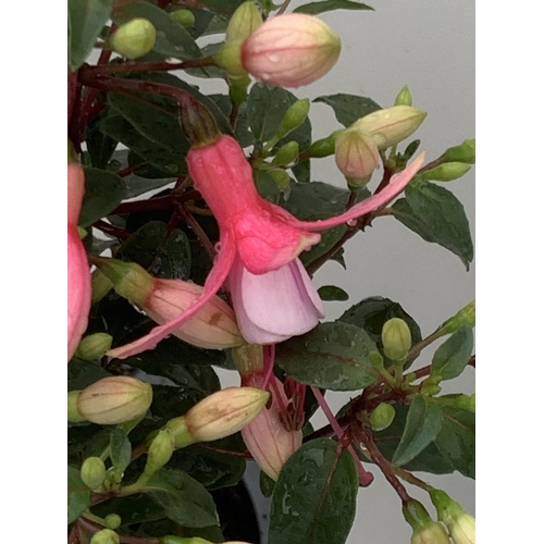 108 - NINE FUCHSIA BELLA IN 20CM POTS 20-30CM TALL TO BE SOLD FOR THE NINE PLUS VAT